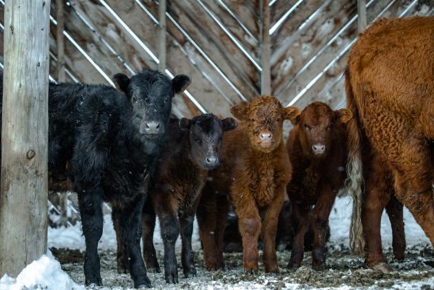 Group of young calves in winter