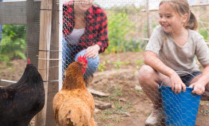 Little girl feeding chickens in hen house
