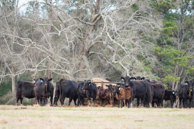 Angus herd at hay feeder