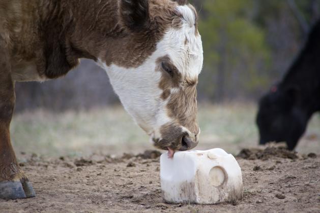 Cow licking salt block