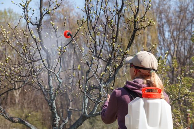 A woman works sprays chemicals against pests and insects on a fruit tree.