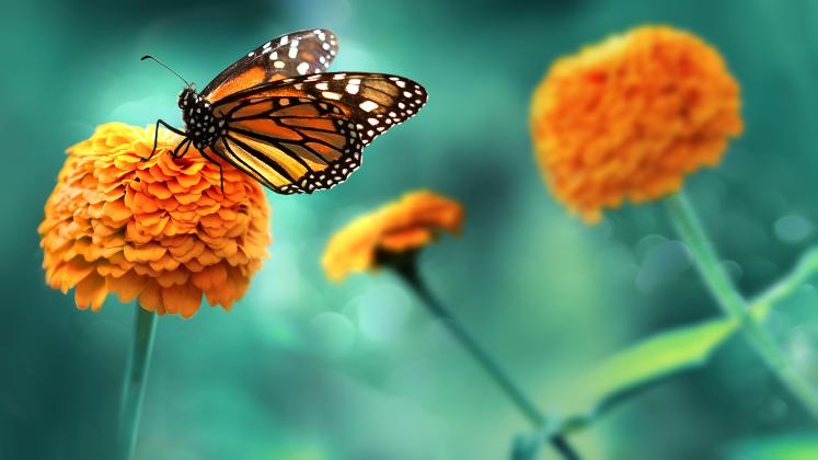 Bright orange flowers and monarch butterfly in the summer garden