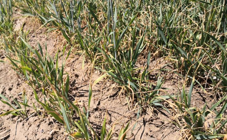 Wheat field damaged by severe drought