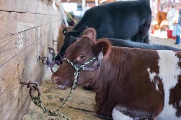 Show cattle lying in a barn