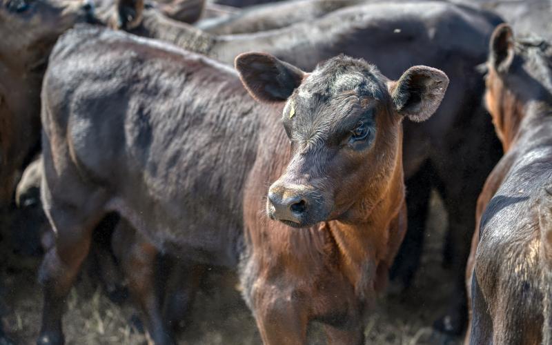 Black Angus calves at sale