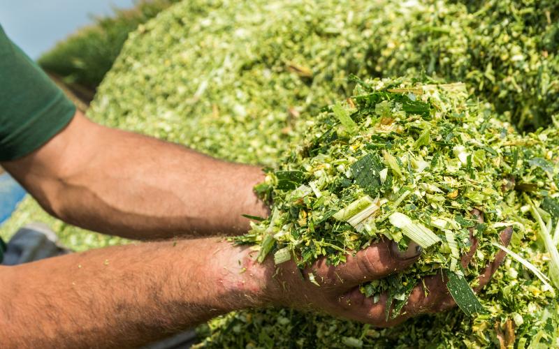 Freshly Harvested Silage