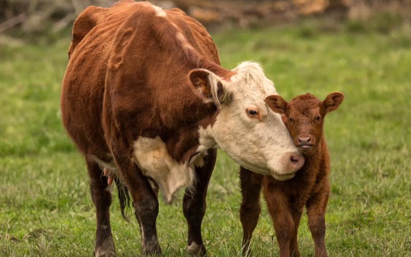 Cow/calf