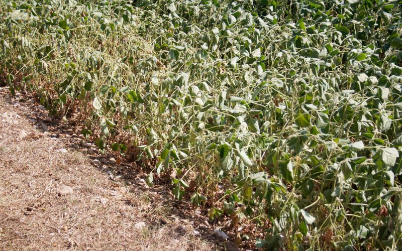 Soybean field damaged by drought