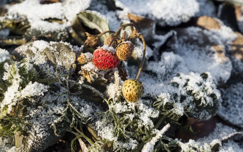 Remontant strawberries in late autumn-late November, red and yellow berries covered with snow, snow-covered ground, dry leaves and green dill. First snow, frost.