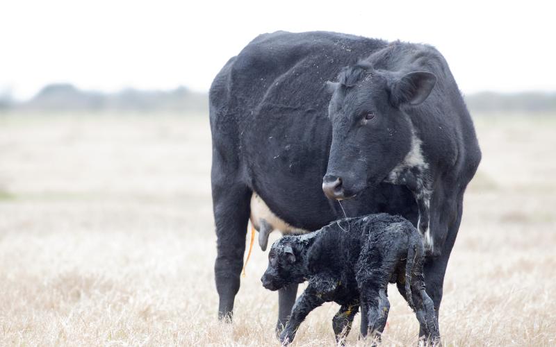 Newborn calf being cleaned