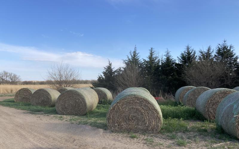 Sudangrass bales