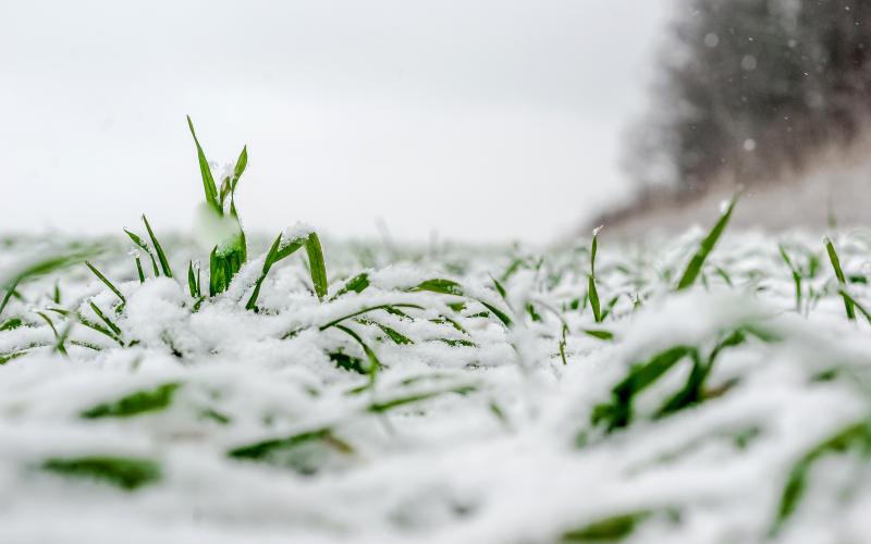 Winter wheat under the snow