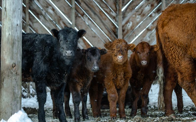 Group of young calves in winter