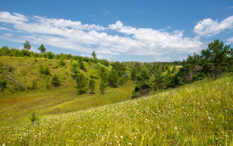 Hills overgrown with trees