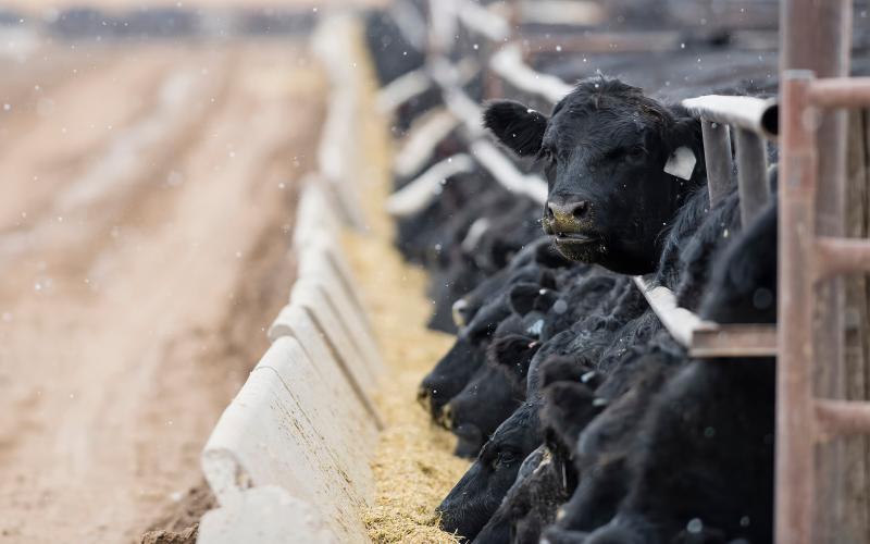 Feedlot cattle