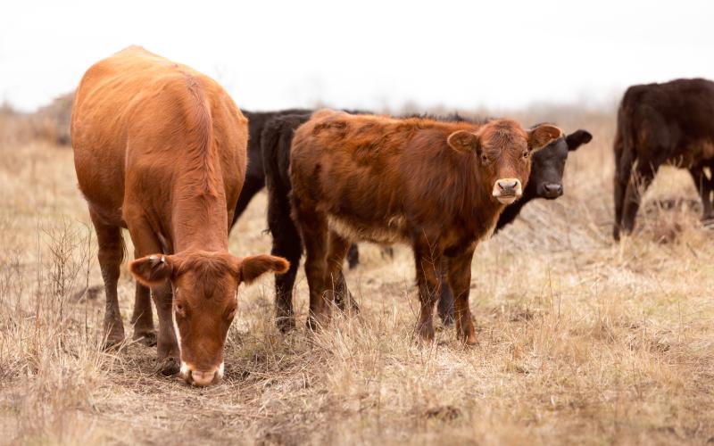 Cow and calves in winter on the cattle ranch