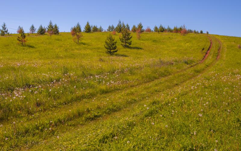 Hillside overgrown with trees