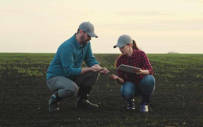 Studying seedlings of crops in field.