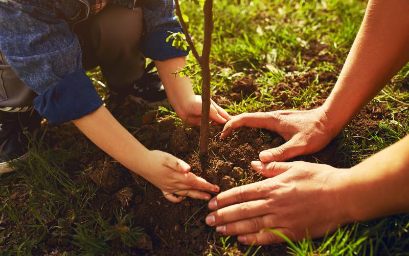 Planting tree