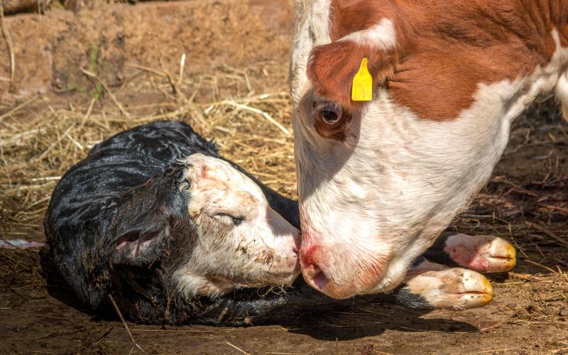 Newborn calf