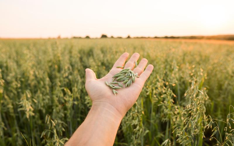 Hand holding ripening ears of oats