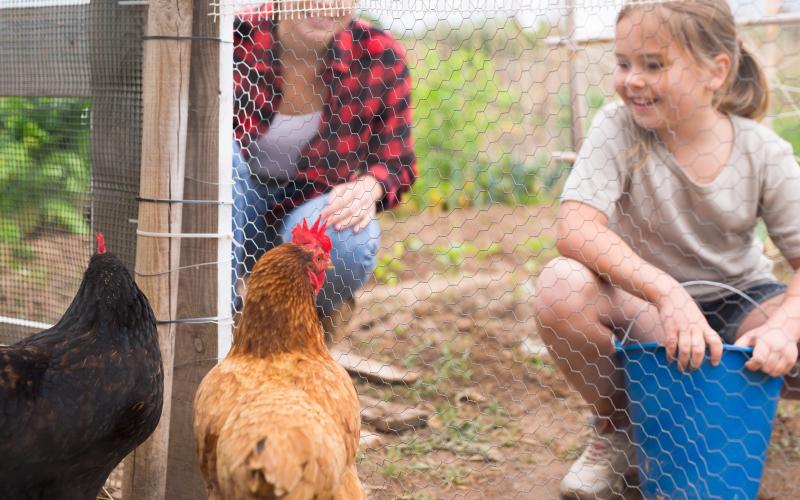 Little girl feeding chickens in hen house