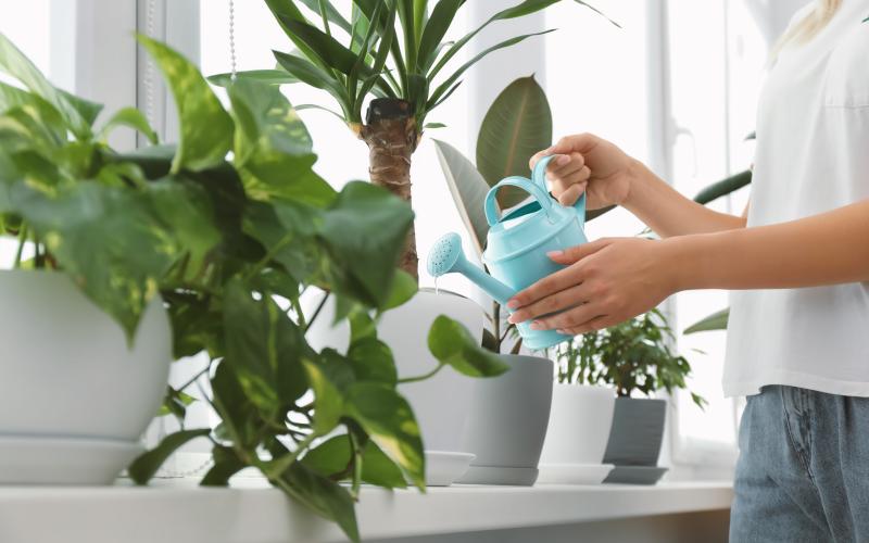 Woman watering beautiful houseplant on windowsill