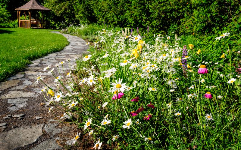 Wildflower garden