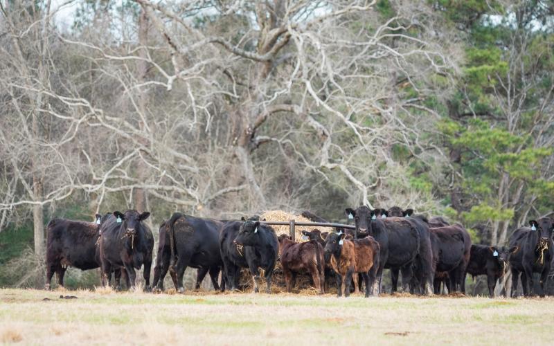 Angus herd at hay feeder
