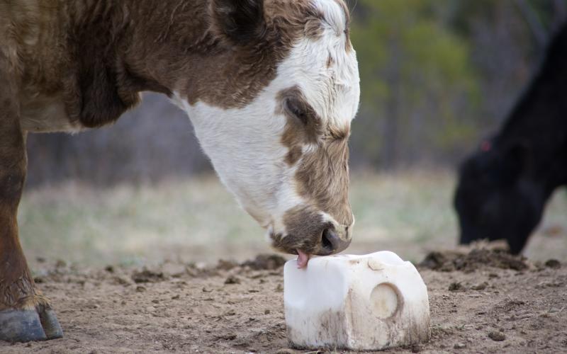 Cow licking salt block