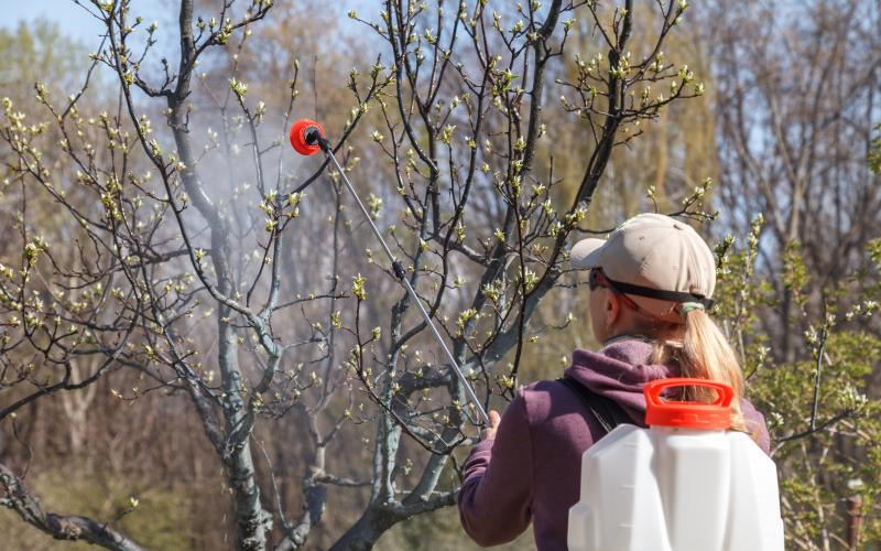A woman works sprays chemicals against pests and insects on a fruit tree.
