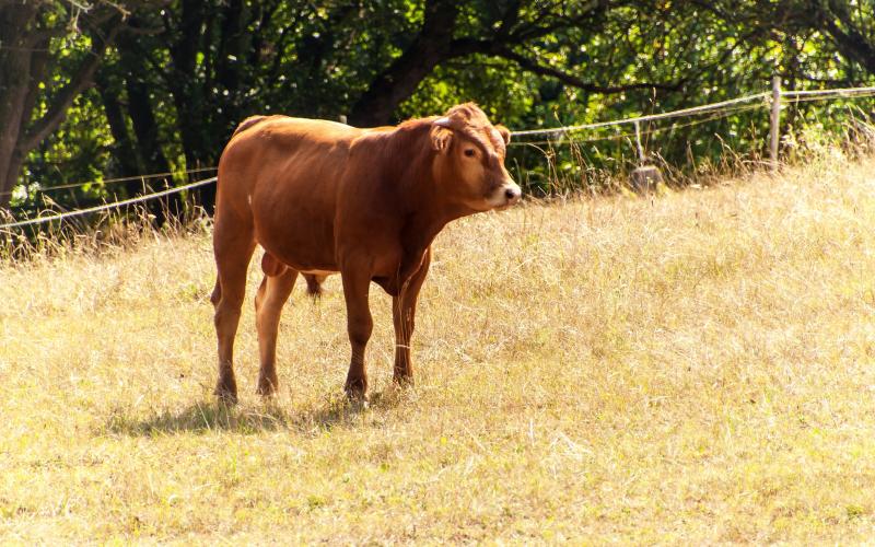Bull calf on a dry pasture. Waiting for the rain.