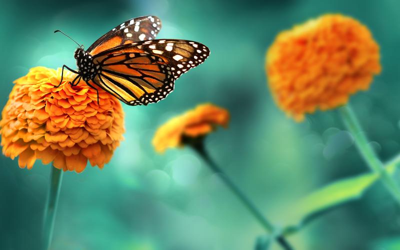 Bright orange flowers and monarch butterfly in the summer garden