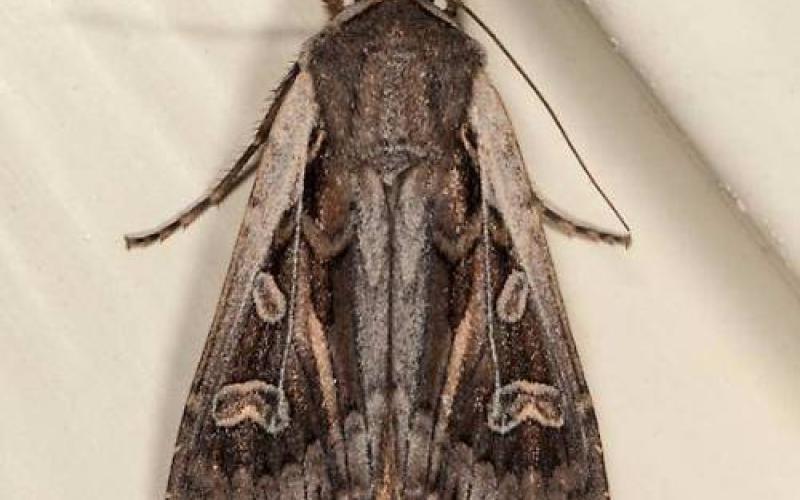 Army Cutworm