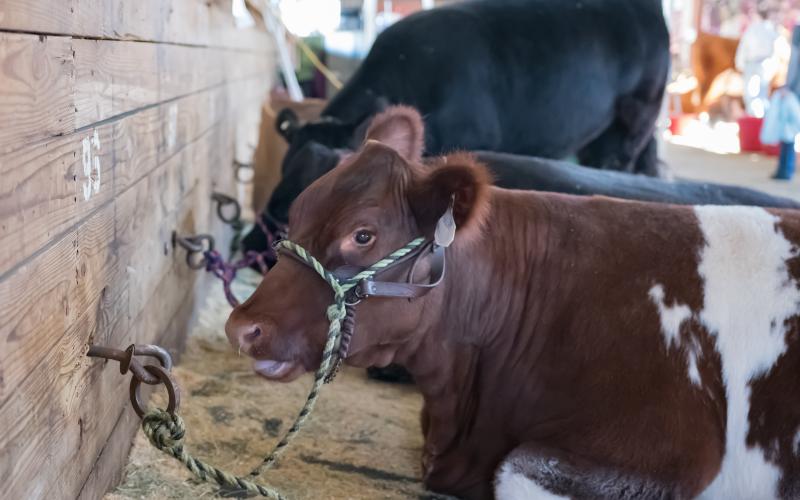 Show cattle lying in a barn