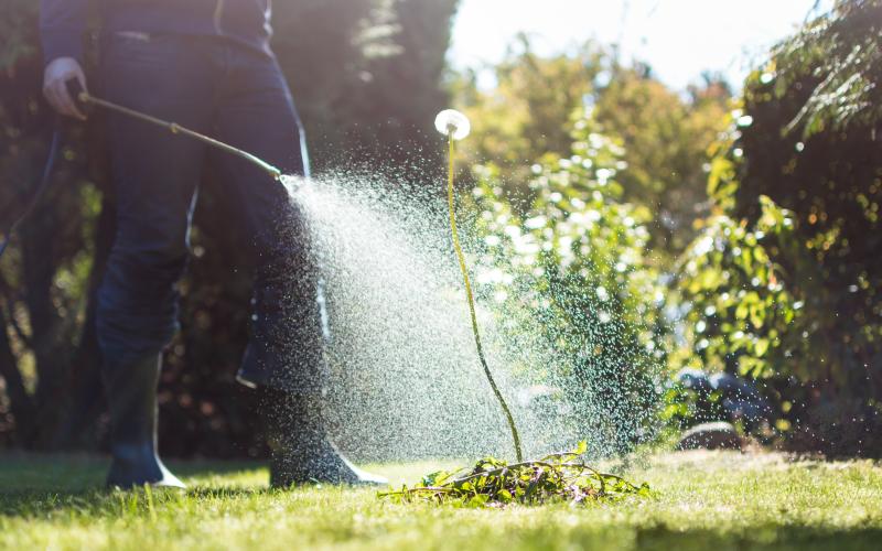 Spraying weeds in the garden