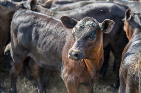 Black Angus calves at sale