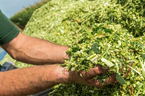 Freshly Harvested Silage