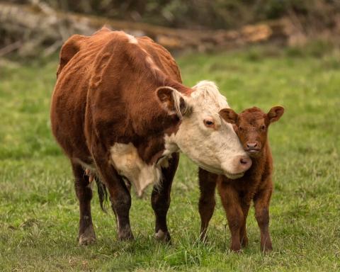 Cow/calf