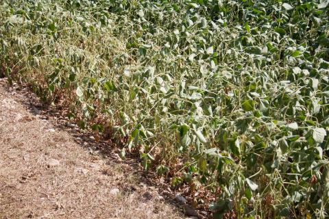 Soybean field damaged by drought