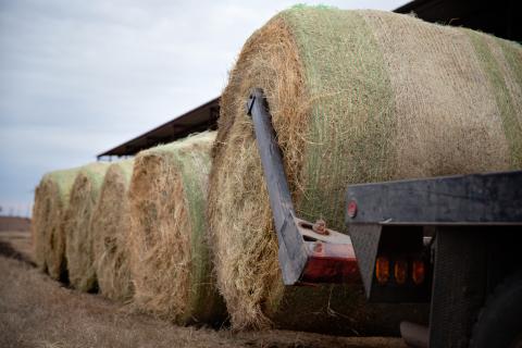 Pickup loading bale to feed