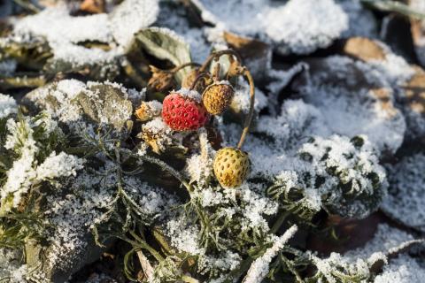 Remontant strawberries in late autumn-late November, red and yellow berries covered with snow, snow-covered ground, dry leaves and green dill. First snow, frost.