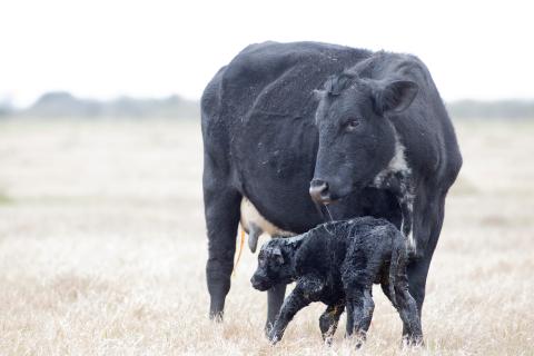 Newborn calf being cleaned
