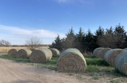 Sudangrass bales