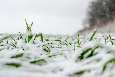 Winter wheat under the snow