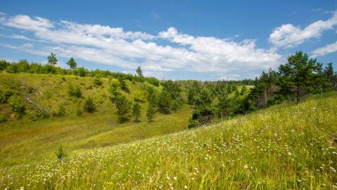 Hills overgrown with trees