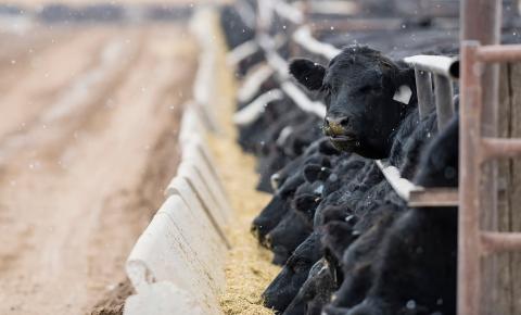 Feedlot cattle