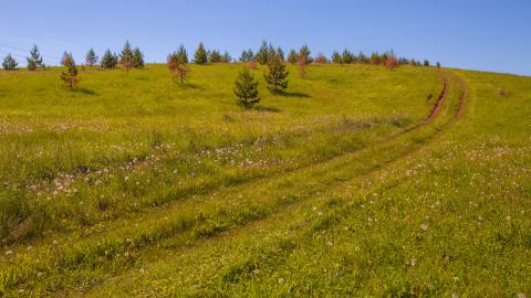 Hillside overgrown with trees
