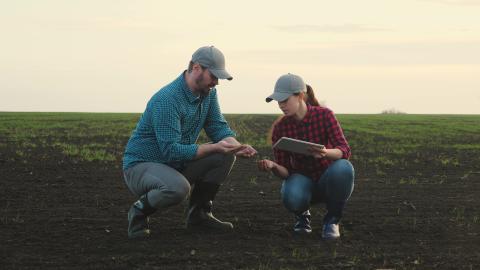 Studying seedlings of crops in field.