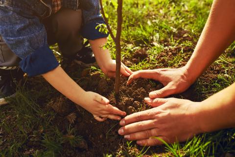 Planting tree